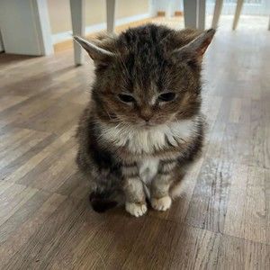 Meet your Posher, Journey